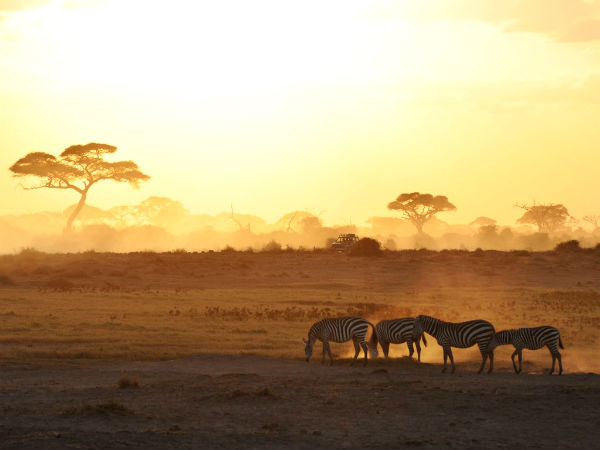 africa-safari-zebra-sunrise-